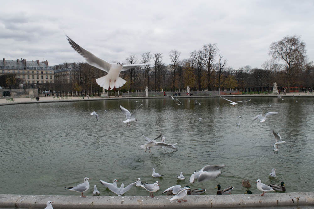 The Birds of Garden of Tuileries