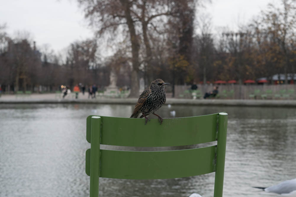 The Birds of Garden of Tuileries