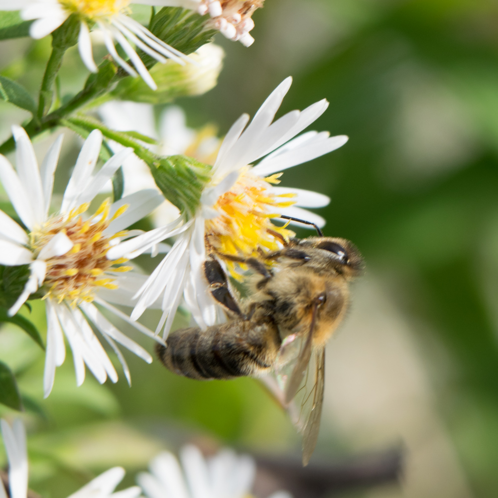 Bee