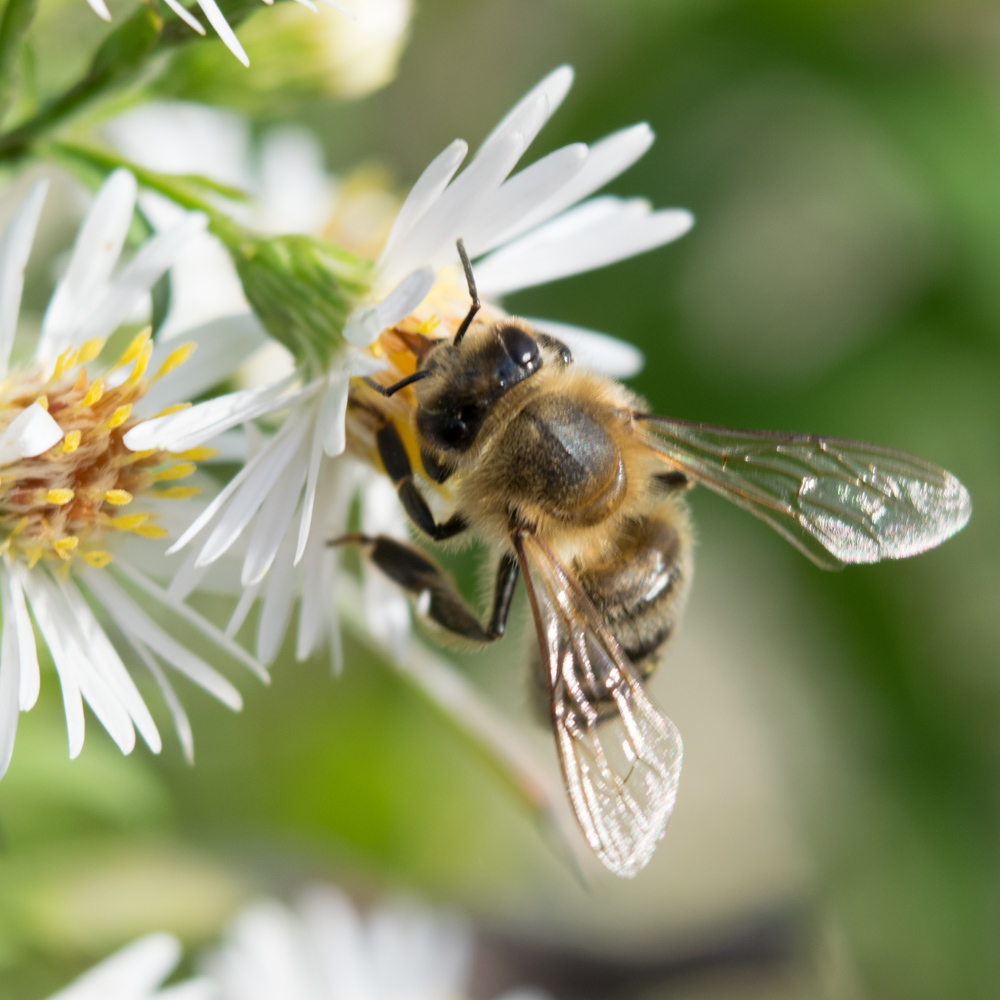 Bee