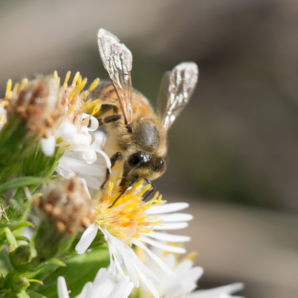 Bee