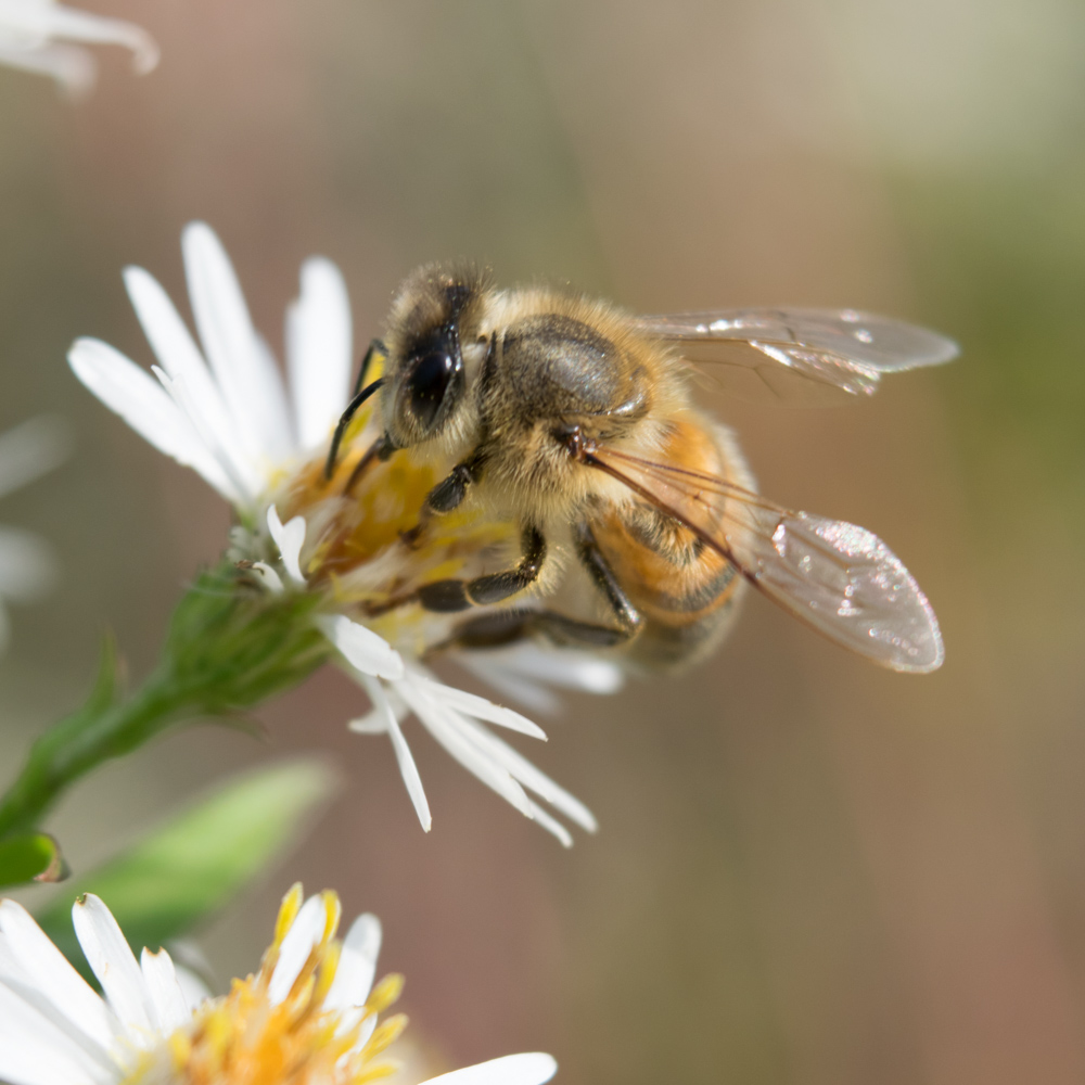 Bee