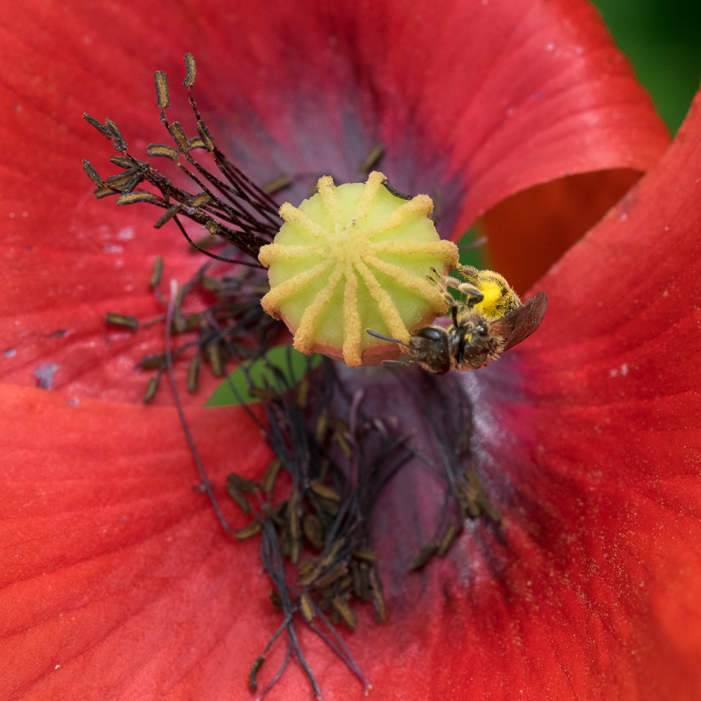 macro
