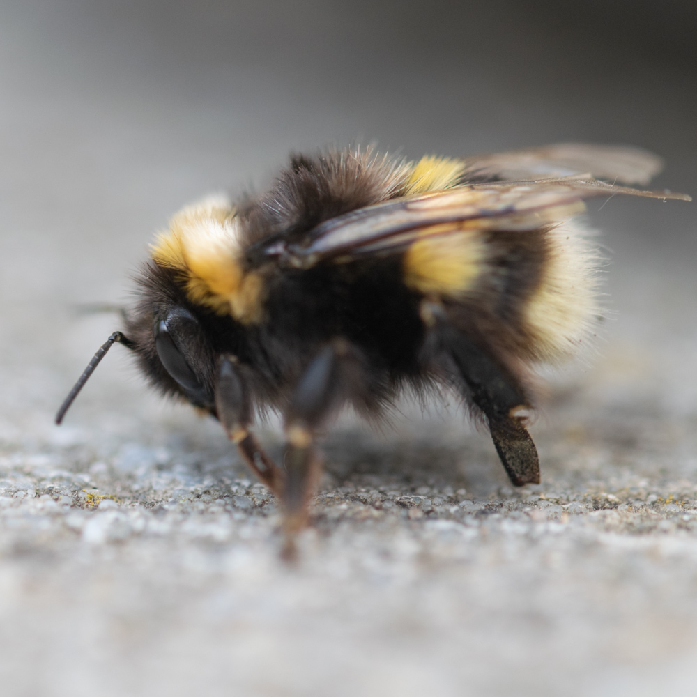 Bee macro