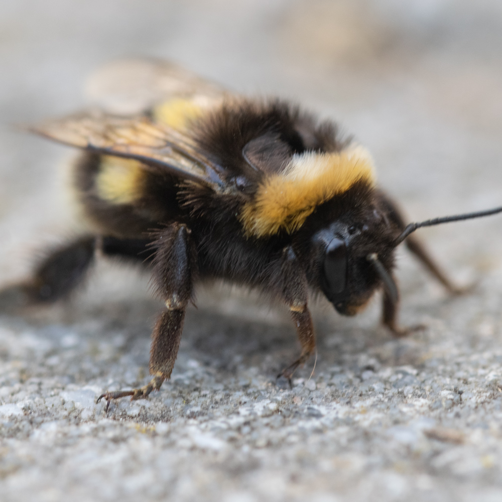Bee macro