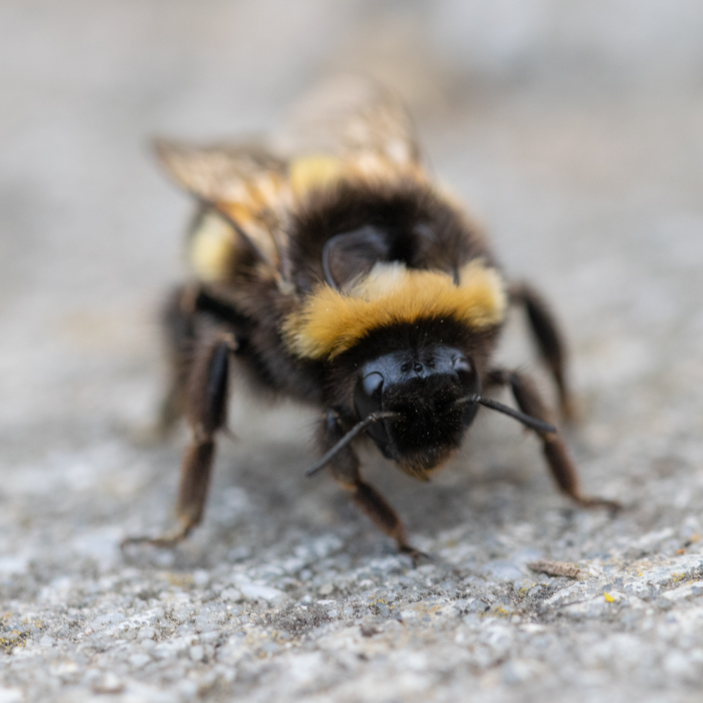 Bee macro