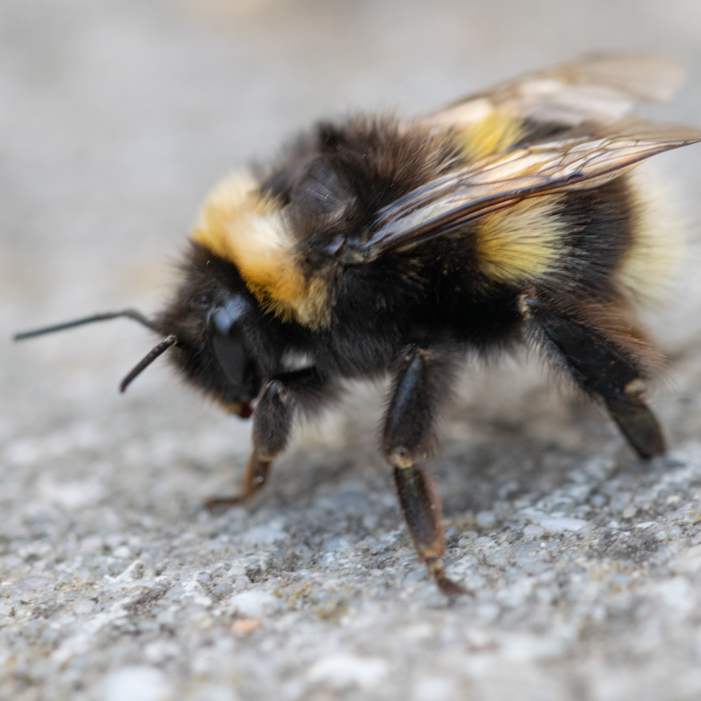Bee macro