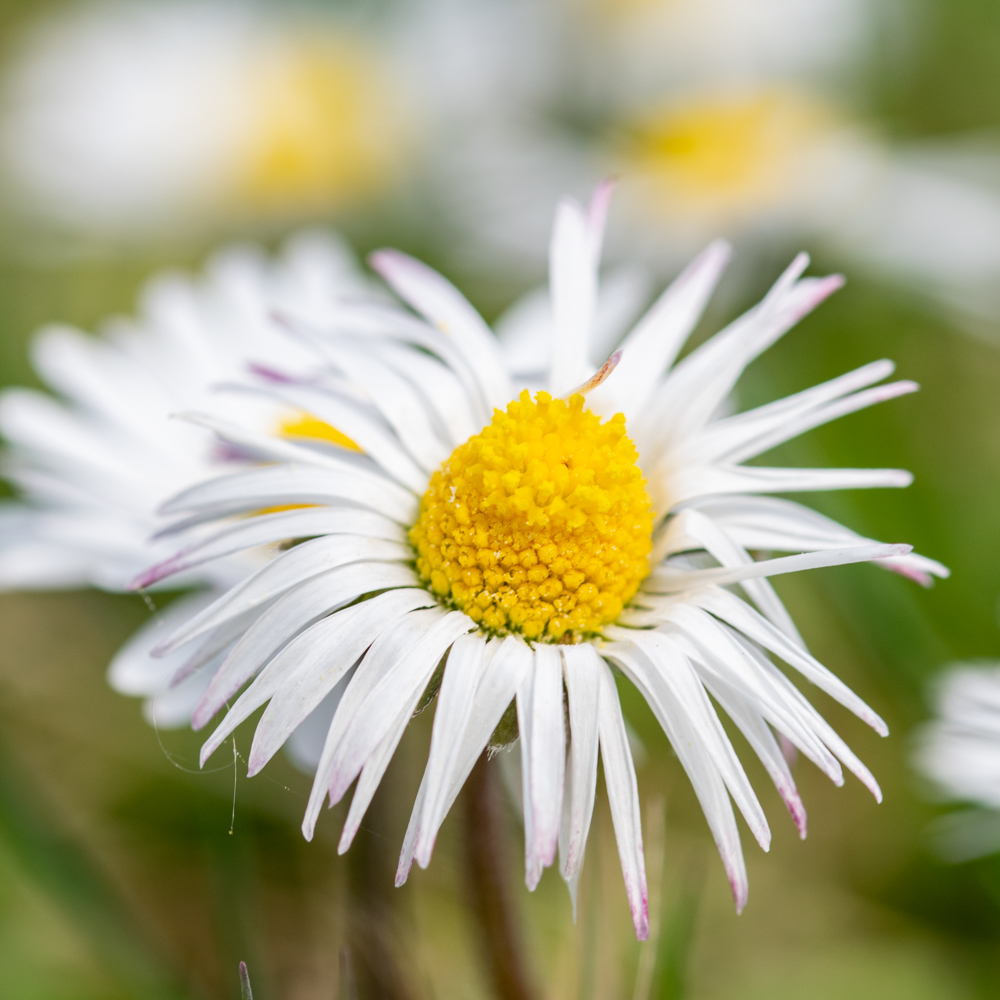 Daisy macro