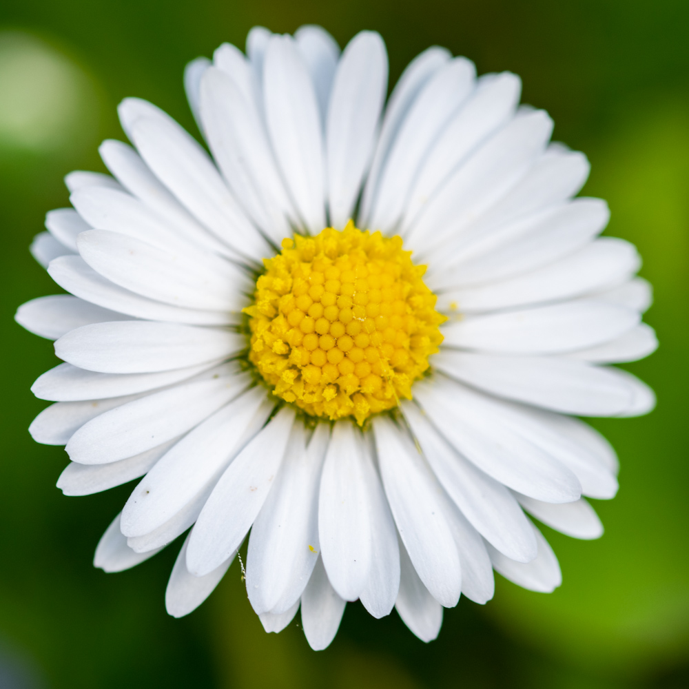 Daisy macro