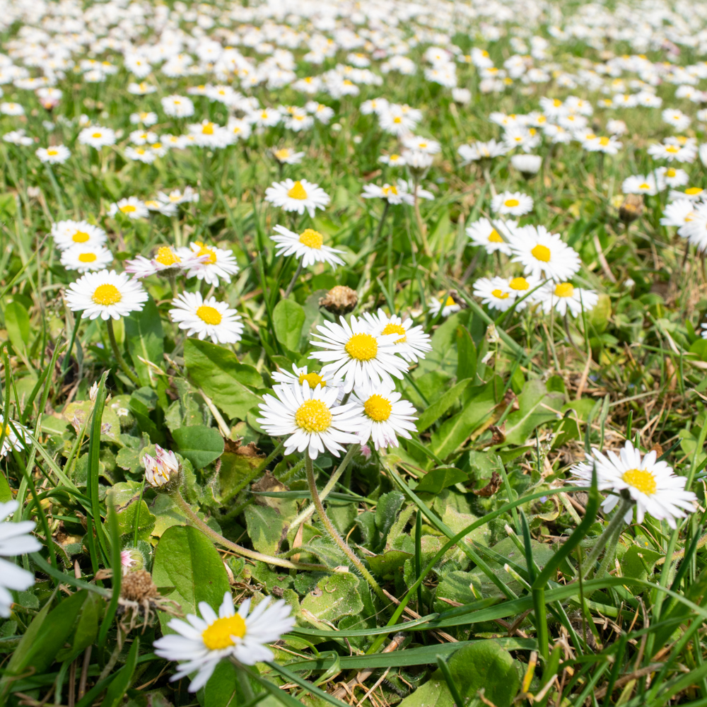 Daisy macro