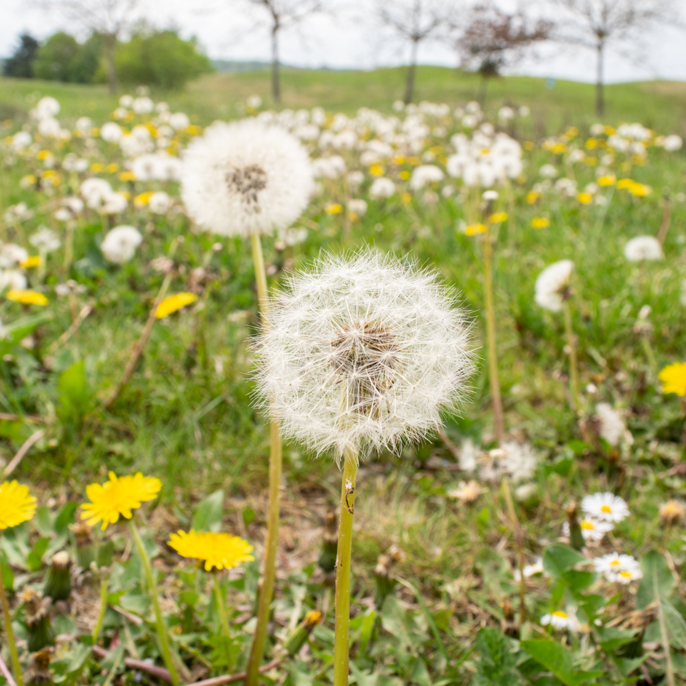 Dandelion macro