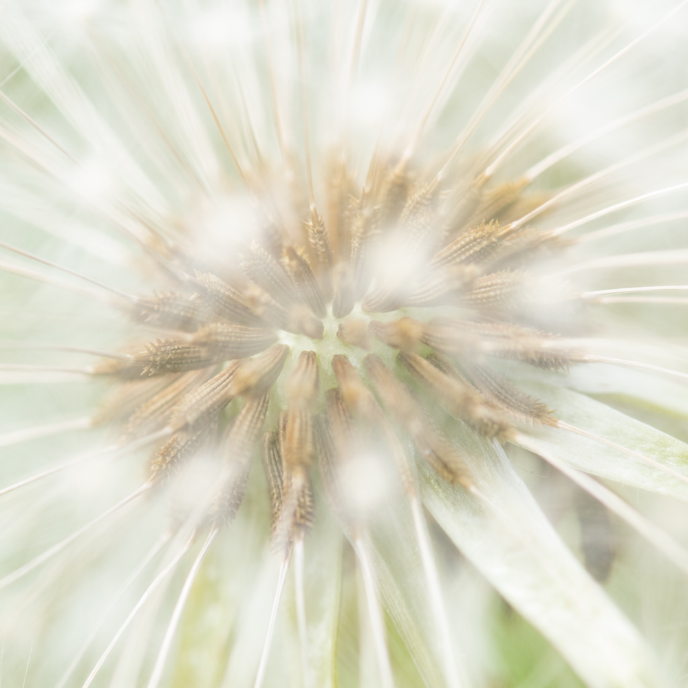 Dandelion macro
