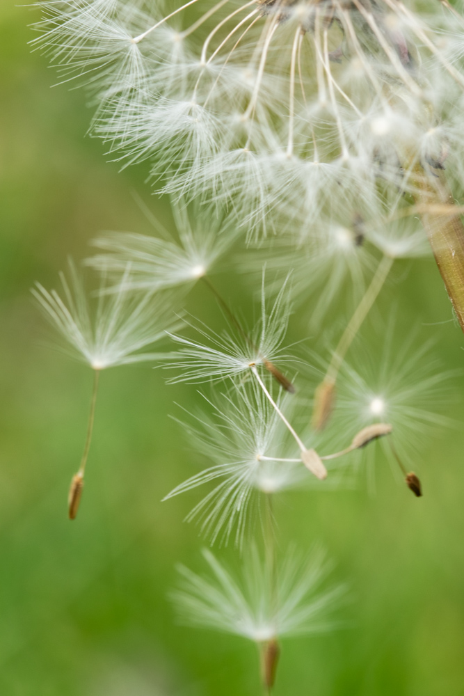 Dandelion macro