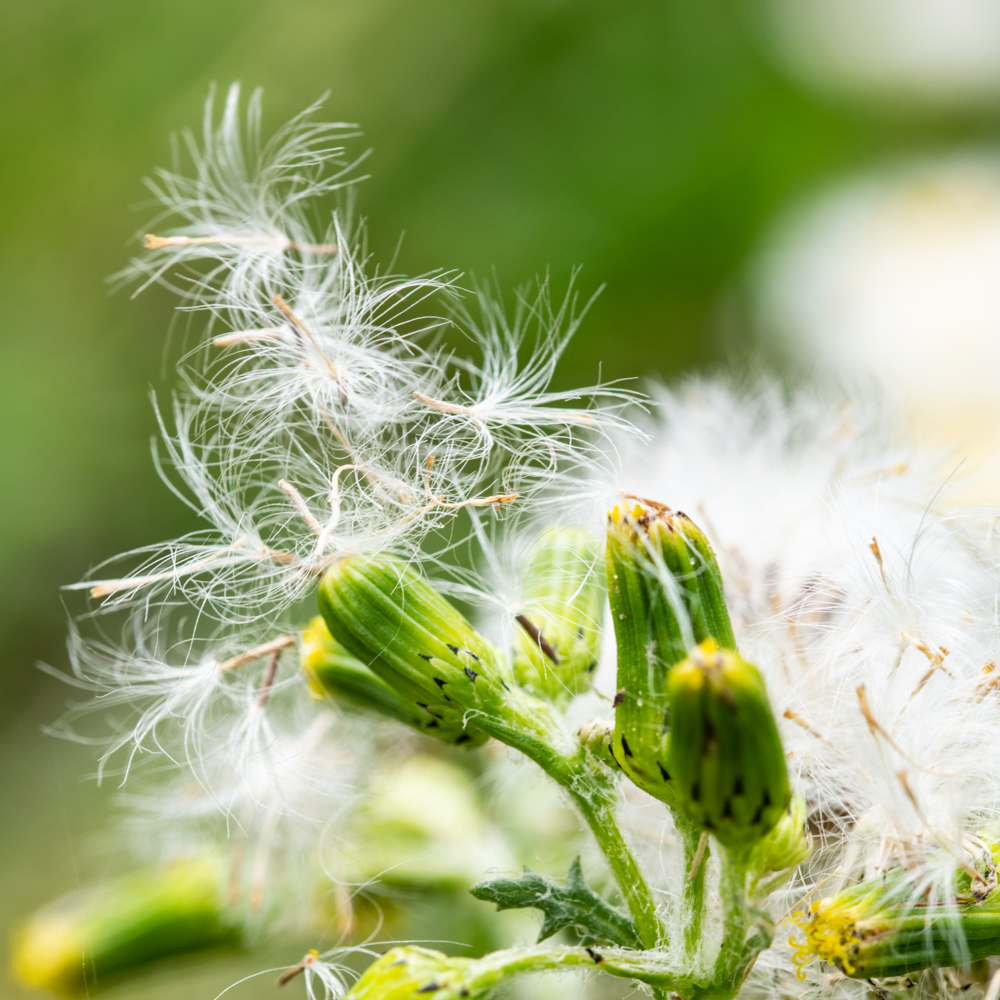 Dandelion macro