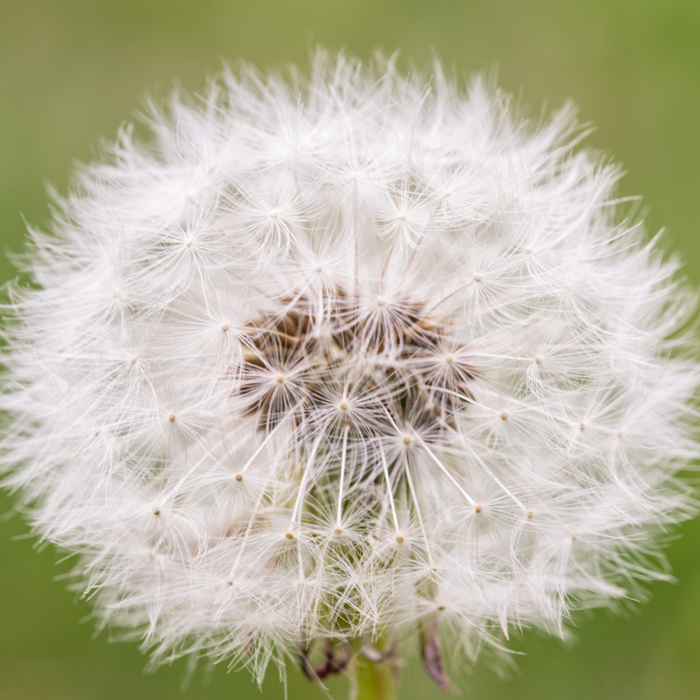 Dandelion macro