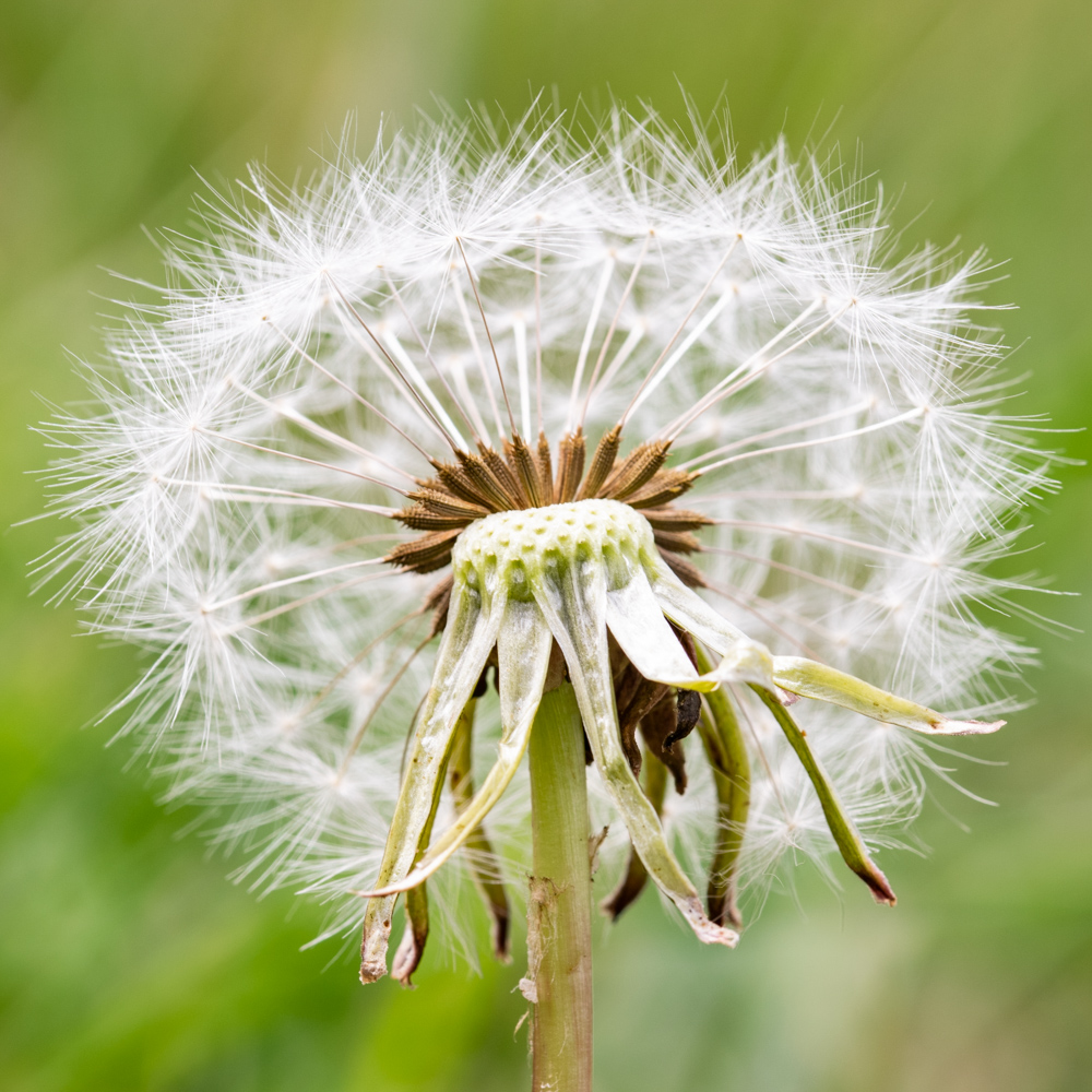 Dandelion macro
