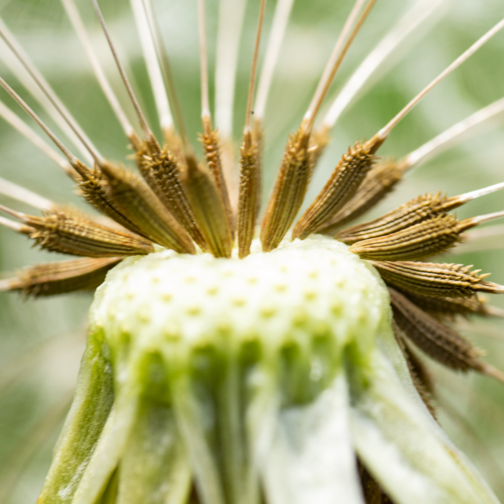 Dandelion macro