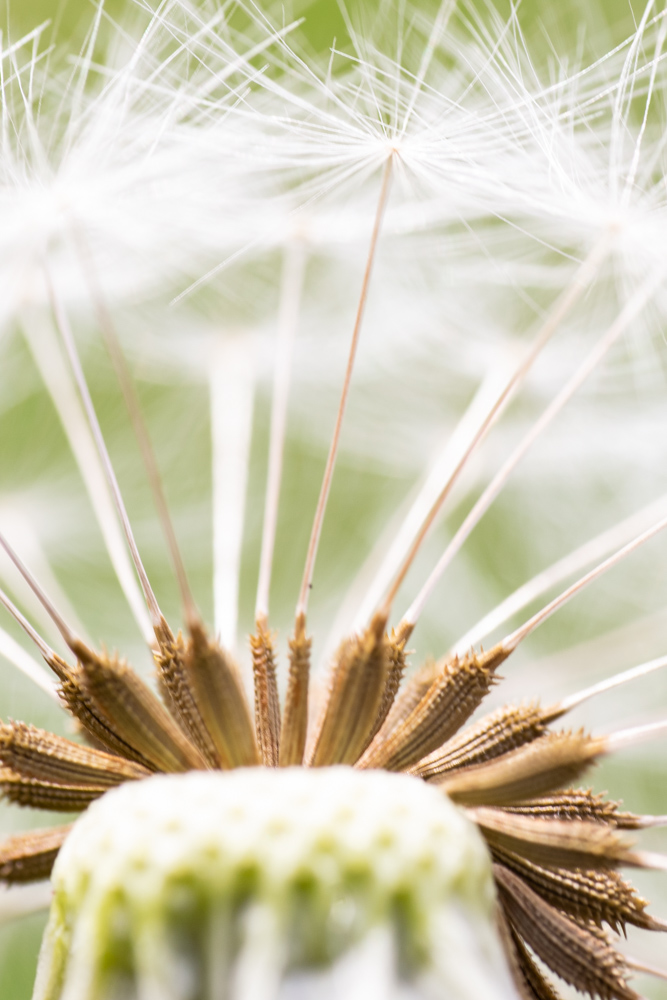 Dandelion macro